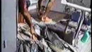 Wiring Rat Marlin at Lizard Island