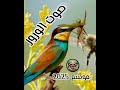 صوت الورور لموسم صيد 2025