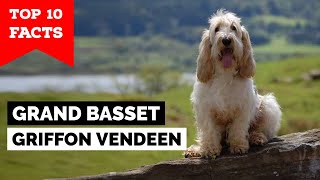 Grand Basset Griffon Vendeen  Top 10 Facts