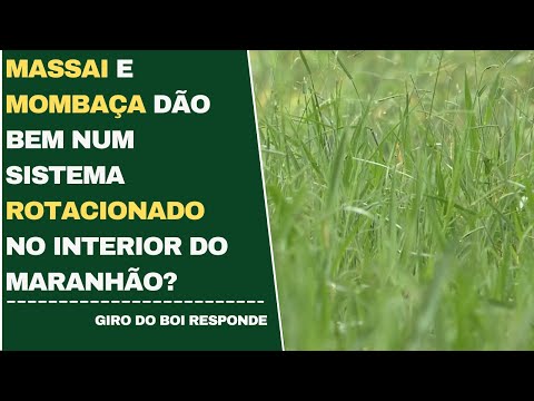 26/04/2022 - Massai e Mombaça dão bem num sistema rotacionado no interior do Maranhão?