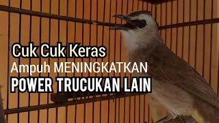 trucukan gacor ful cuk cuk keras memanggil lawan ini Ampuh MENINGKATKAN POWER TRUCUKAN LAIN