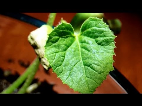 planting wildflower seeds in fall Native Septic Safe Wildflower Seed Mix