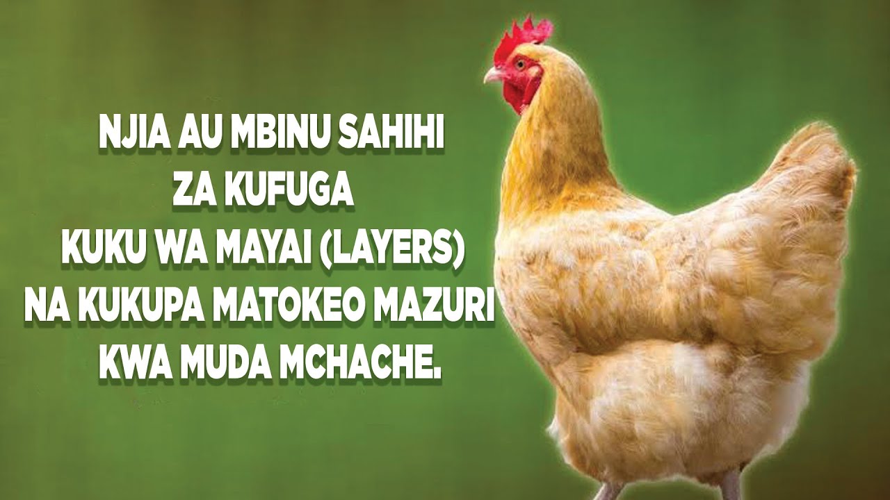 NJIA AU MBINU ZA KUFUGA KUKU WA MAYAI (LAYERS)🐔 NA KUKUPA MATOKEO MAZURI
