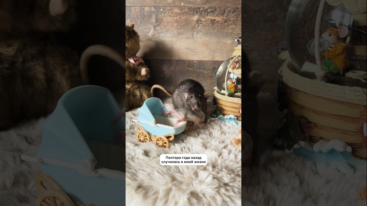 Вот такая история 🐀