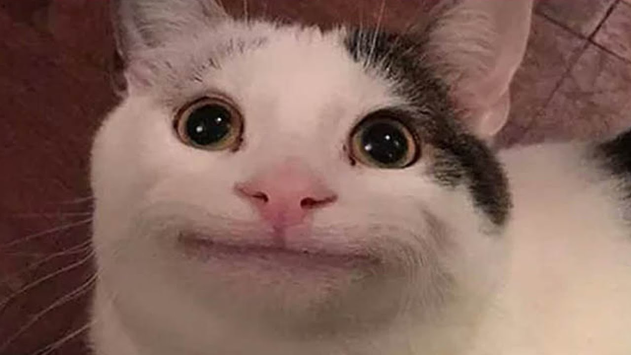 To have present simple. Has hasn't have haven't правило. And you do not have. Need not в английском. Could have done правило.