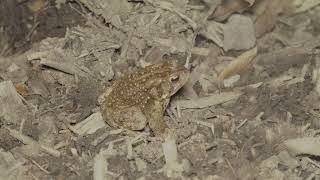 Wood Frog and American Toad Mini Documentary