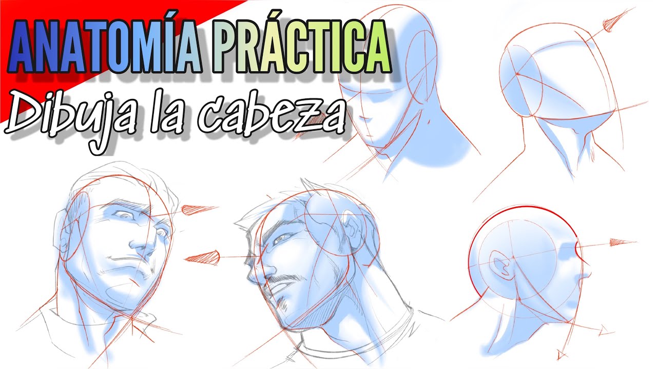Anatomía dibujada / aprende a dibujar la cabeza / curso de dibujo / el rostro / la cara