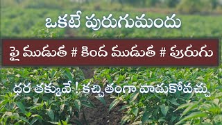 మిరపలో ఒకటే మందు#తెల్లదోమ#త్రిప్స్#మైట్స్#లద్దెపురుగు చంపుతుంది //parusavedi