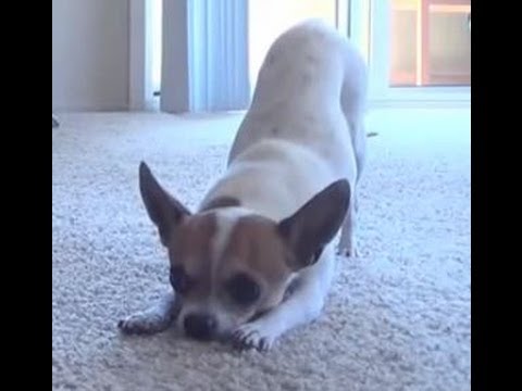 Chihuahua does yoga