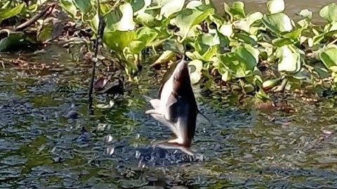 Câu cá tra sông, mè vinh, mè dảnh, cứ thả mồi xuống là ăn lôi phao liên tục