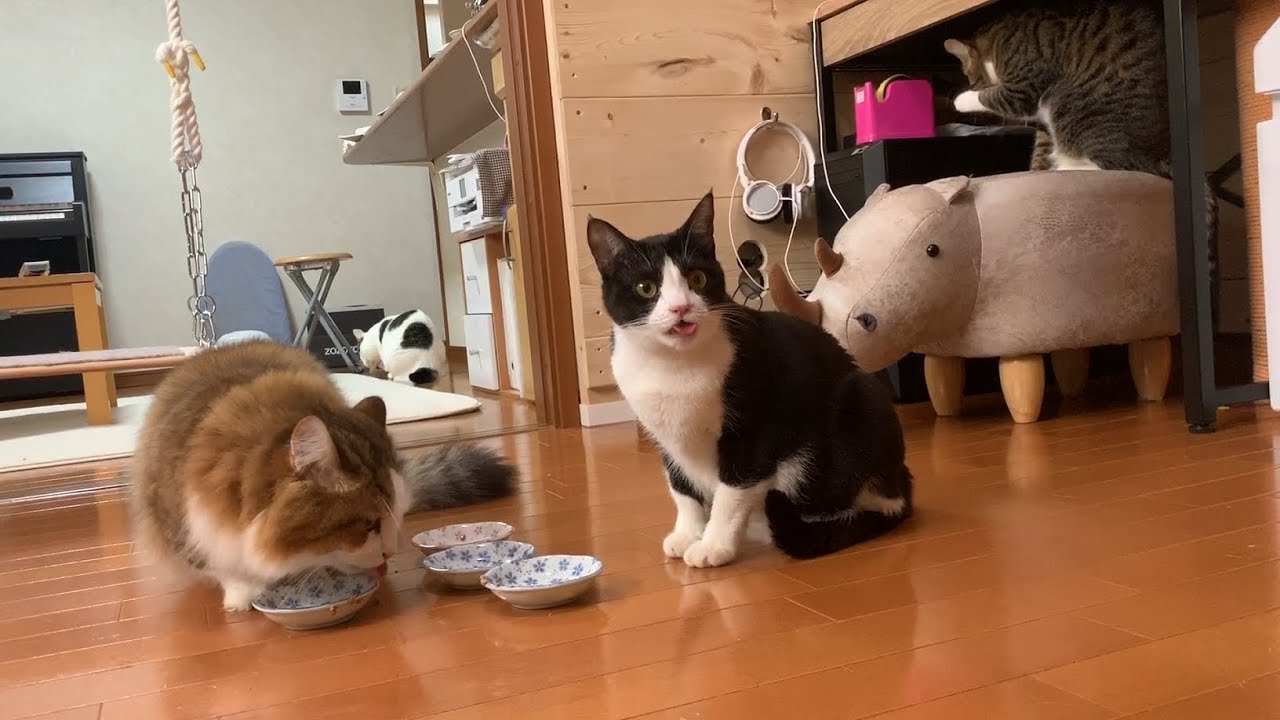 声をかけると寄ってくる猫の様子が個性的でかわいい 肉球ドットコム 299 Com