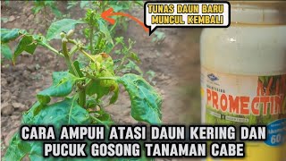 AMPUH❗CARA ATASI DAUN CABE KRITING DAN GOSONG #pertanian #cabai #hamacabai #petanimuda