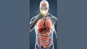 Effects of Eating Garlic on Body #asmr #3danimation #3danatomy #healtheffects #satisfying