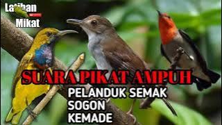 SUARA PIKAT AMPUH Pelanduk semak kombinasi burcil/TANPA INTRO!!!