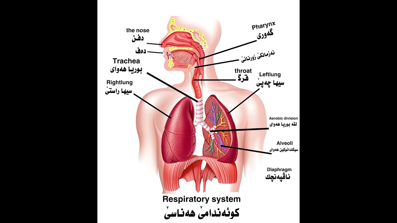 بابەت : زیندەوەرزانی بەندێ دوویێ : پشکا سیێ  کوئەندامێ هەناسێ