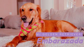 Mi Perrita esta Embarazada! / consejos