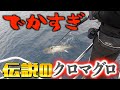 クロマグロ今年初釣行で出た！！！【キャスティング】