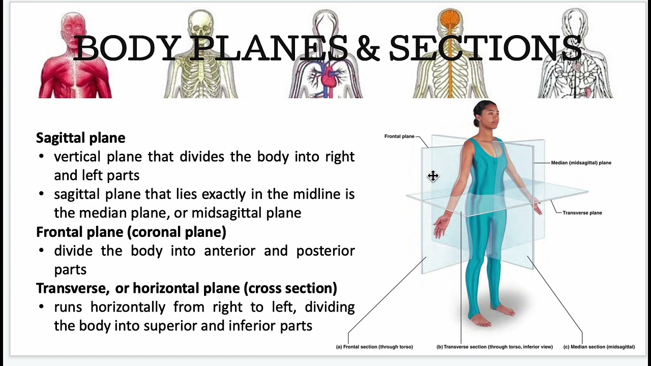 Language of anatomy - Thesa Tagalog