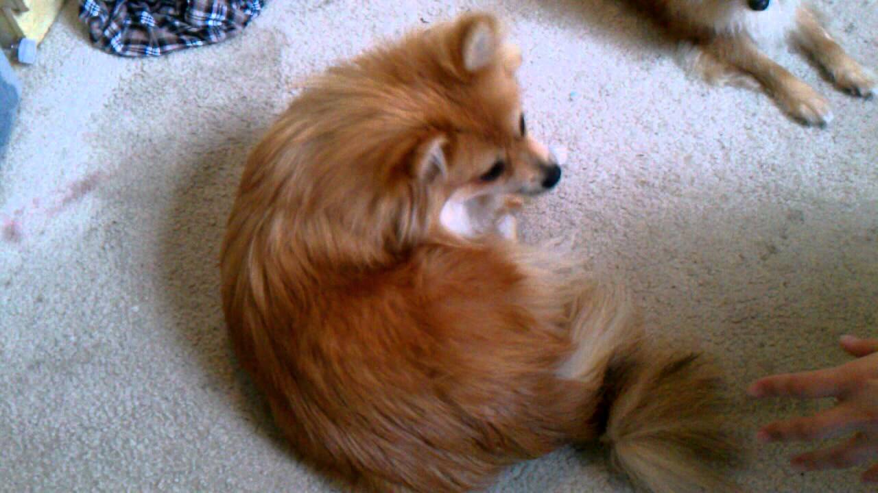 Resultado de imagen para pomeranian chasing tail