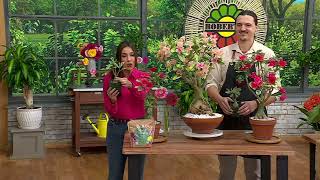 Robertas 1Pc Variegated Desert Rose Plant On Qvc