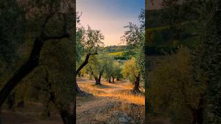 O Mere Sona Re Sona  Teesri Manzil  Asha Parekh U0026 Shammi Kapoor  Asha Bhosale U0026 Md Rafi