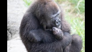 Baby gorilla born at Audubon Zoo in New Orleans