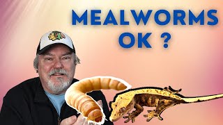 Can I Feed Mealworms To My Crested Gecko