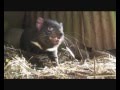 Tasmanian devil growls