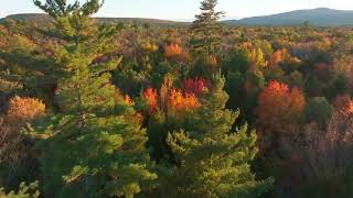 Foliage up close in Maine- 10/1/25