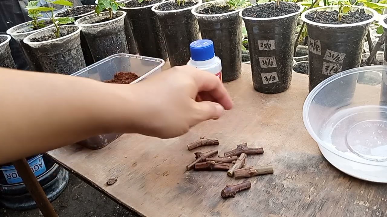 Stek Anggur Hanya 1 Ruas, Menanam Secara Horizontal (experiment) PART 1