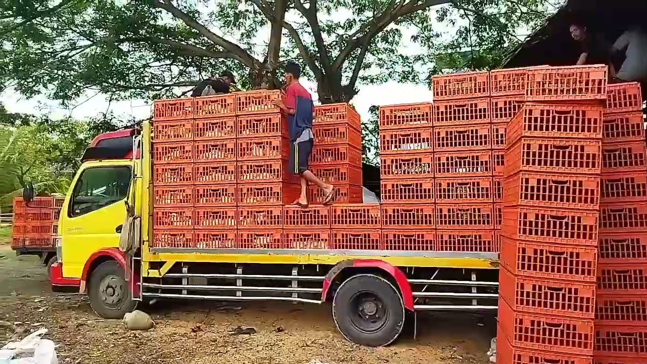 mobil truk muat ayam banyak dan seru(@mainan okb )