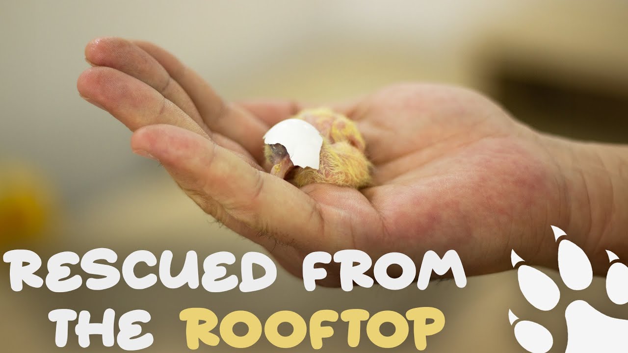 Вылупление голубиных яиц, разбросанных кошкой - Спасение яиц