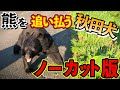 貴重映像 熊を追い払う秋田犬 ノーカット版 おまけの熊動画付き Uncut Version Rare Footage Akita Dog Fighting Off A Bear 