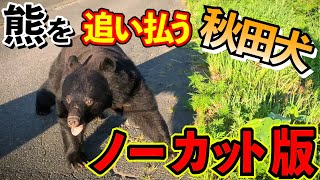 【貴重映像】熊を追い払う秋田犬 ★ノーカット版★ Akita dog fighting off a bear 【Rare footage】 Uncut version