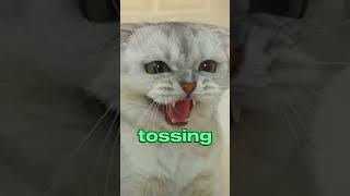 Sofia forgot the most important thing.  #cat #funnycats #animals #cats  #pets