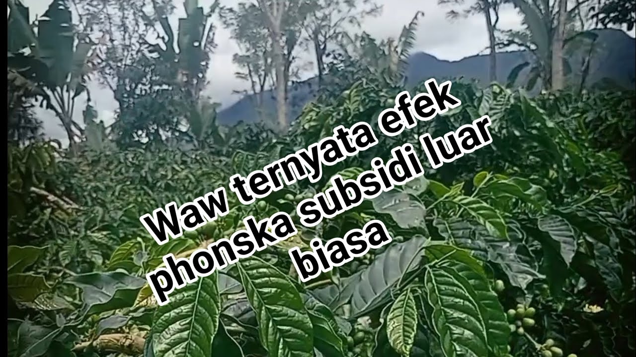 Inilah efek phonska subsidi bagi kopi