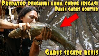 KURAS SARANG GABUS MONSTER PENGHUNI LAMA IRIGASI