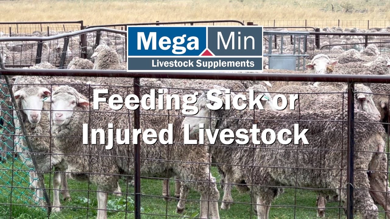 Feeding Sick or Injured Livestock
