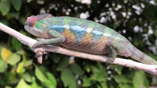 Kammerflage Kreations - Ambilobe Panther Chameleon