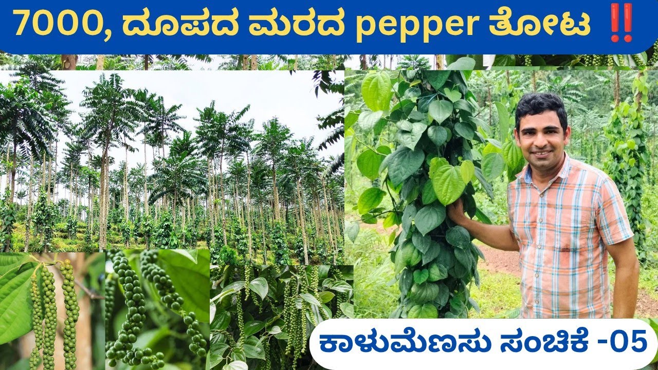ದೂಪದ ಮರದಲ್ಲಿ ಕಾಳುಮೆಣಸು ಕೃಷಿ‼️ಸಾಧಕ ಬಾದಕಗಳೇನು⁉️ ಭಾರತದ ದೊಡ್ಡ ತೋಟ ಅನಂತ ರಾಮಕೃಷ್ಣ ಭಟ್ ಪೆರುವಾಯಿ ವಿಟ್ಲ