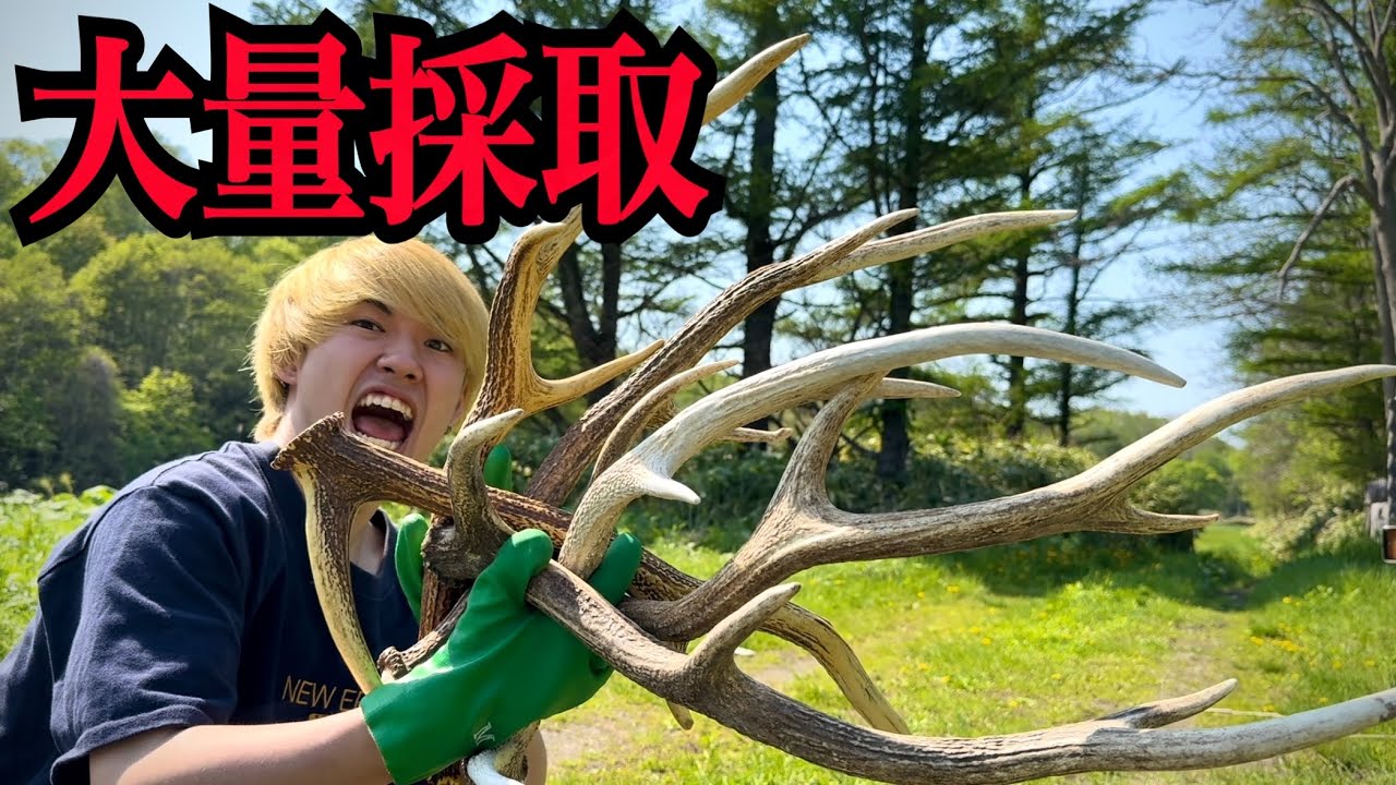 鹿の角　エゾシカ 蝦夷鹿の角 エゾシカ 5本