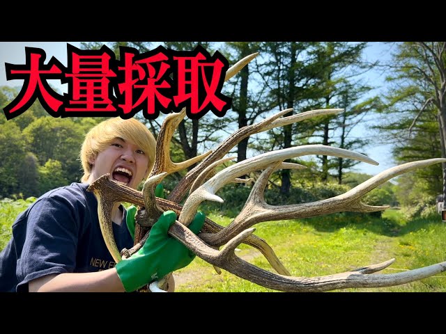 エゾ鹿　角 No.909『鹿角17本セット』鹿の角 蝦夷鹿 エゾシカ エゾ鹿 鹿角