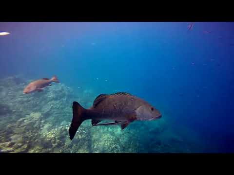 Roatan Groupers Grouping under boat May2015