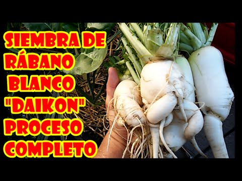 Vídeo: Com Plantar Un Daikon?