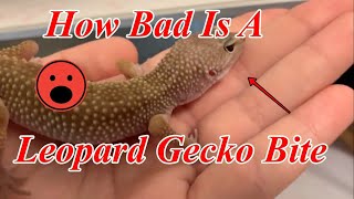 How Bad Is A Leopard Gecko Bite? A Collab With Me And Others!
