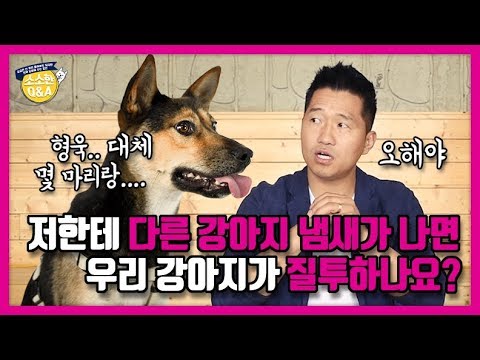 [Eng sub] 저한테 다른 강아지 냄새가 나면 우리 강아지가 질투하나요?｜강형욱의 소소한 Q&A