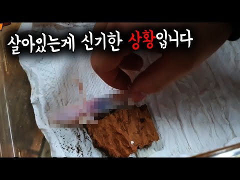 살아있는게 더 신기하네 ㄷㄷ;; 이건 부모님도 문제에요  더이상 데려오지 말아주세요