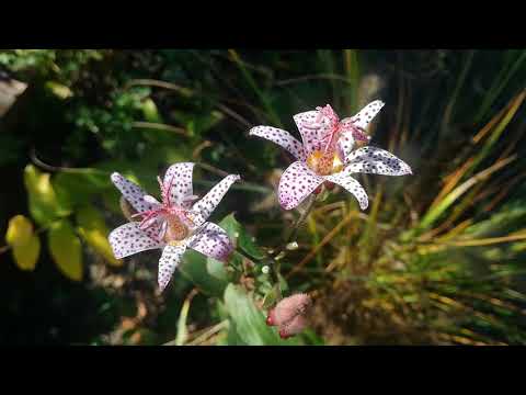 วีดีโอ: Tricirtis