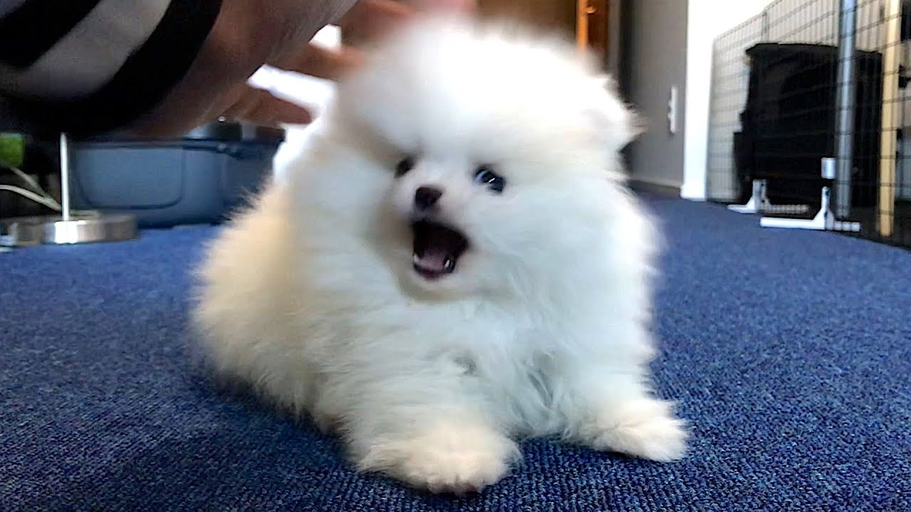 生後63日 飼い主に牙を剥いた子犬のポメラニアン Youtube