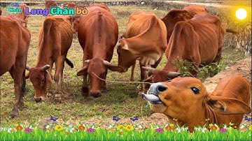 con bò - nhạc con bò - con bò ăn cỏ - nhạc chế con bò vui nhộn - đi chăn bò cầm cây roi thật to